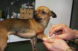 CHIHUAHUA - GARROT PRISE DE SANG  008